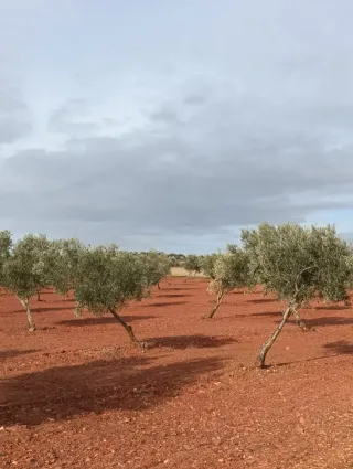 OLIVAR (1.000 0LIVAS)