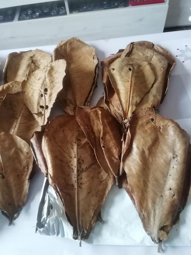 HOJAS DE ALMENDRO Y CATAPPA ACUARIOS