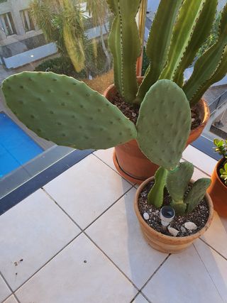 CACTUS