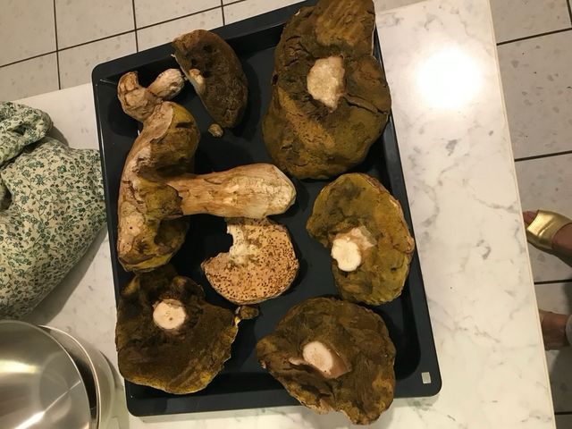 Overland collezione VHS 1-15