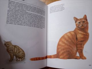 Libro