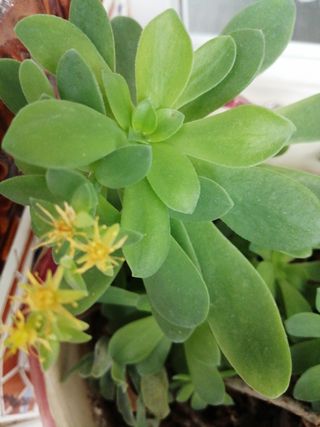 Planta sedum palmeri