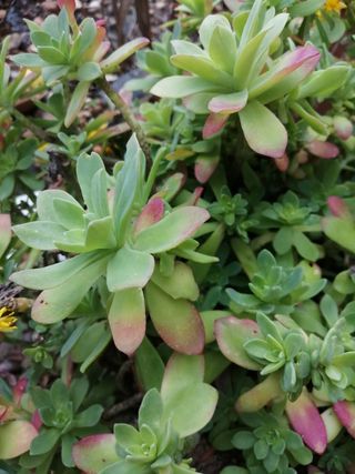 Planta sedum palmeri