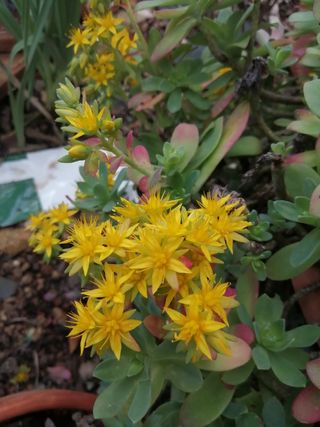 Planta sedum palmeri