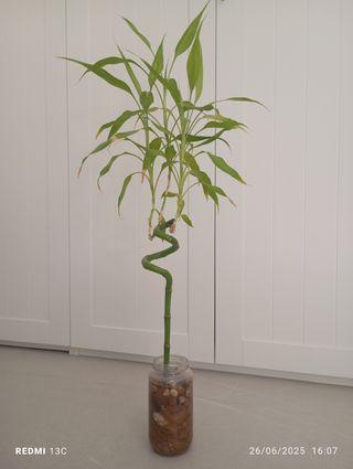 Plantas verdes diversas frondodas de interior  mac