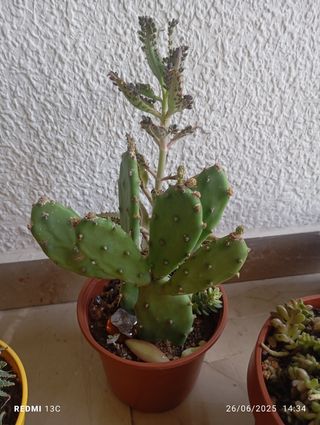Plantas verdes diversas frondodas de interior  mac