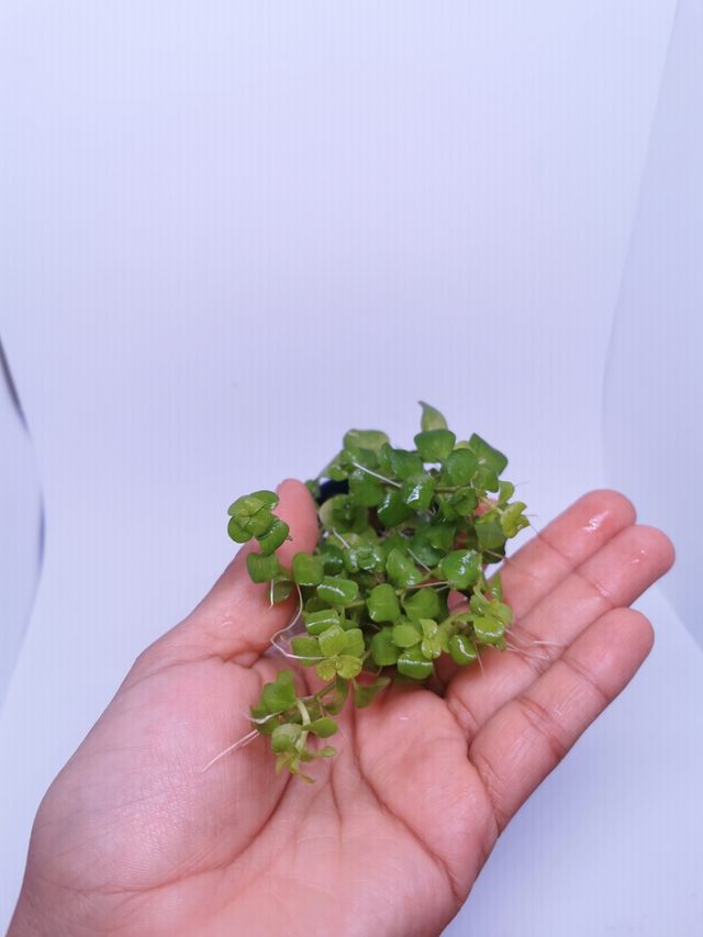 Lysimachia amarilla. plantas de acuario