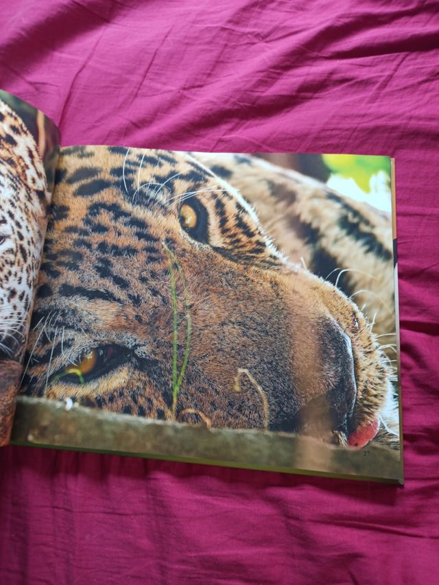 3x2  À LA DÉCOUVERTE DU PANTANAL