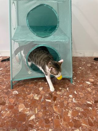 Almacejane juguetes o cama gatos