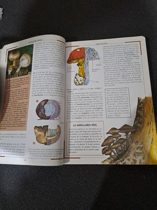 Setas de prados y bosques.