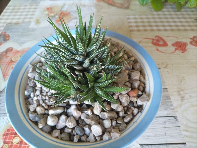 Suculentas cebra,lento crecimiento