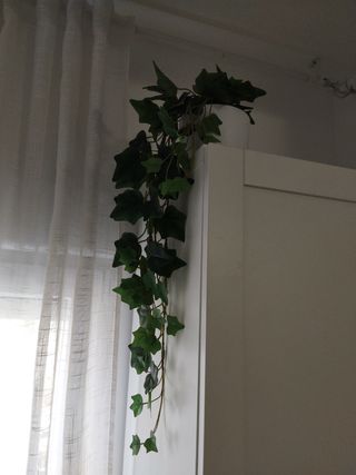 Planta colgante con maceta blanca