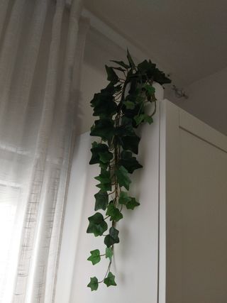 Planta colgante con maceta blanca