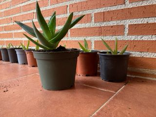 Planta Aloe Vera