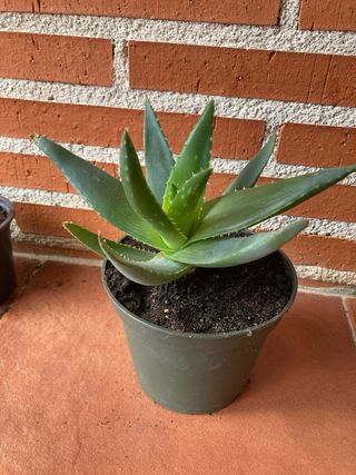 Planta Aloe Vera