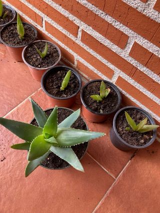 Planta Aloe Vera