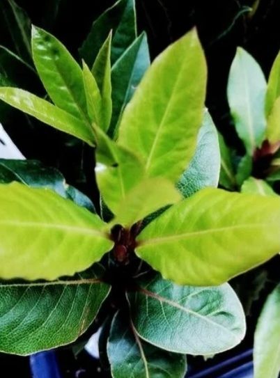 Laurel natural, hojas para sazón