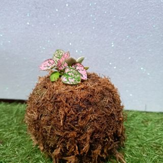 Kokedamas. Entrega gratuita en Badalona