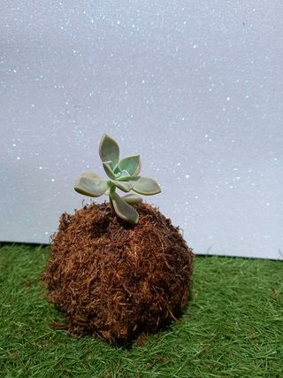 Kokedamas. Entrega gratuita en Badalona