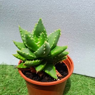 Kokedamas. Entrega gratuita en Badalona