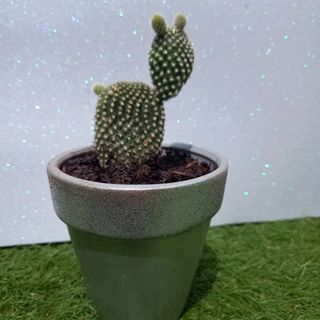 Kokedamas. Entrega gratuita en Badalona