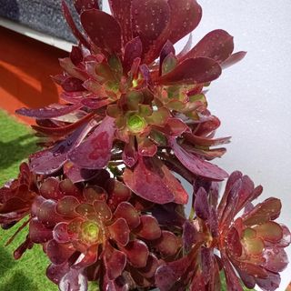 Kokedamas. Entrega gratuita en Badalona