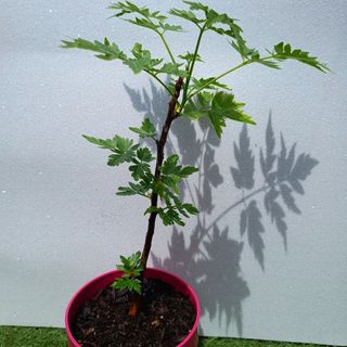 Kokedamas. Entrega gratuita en Badalona