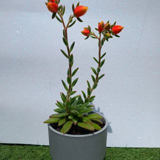 Kokedamas. Entrega gratuita en Badalona