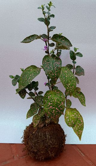 Kokedamas. Entrega gratuita en Badalona