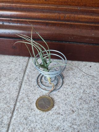 Tillandsia con supporto