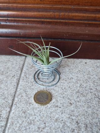 Tillandsia Bergeri con supporto