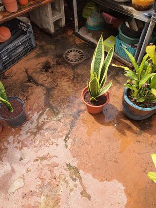 Planta Espada de San Jorge