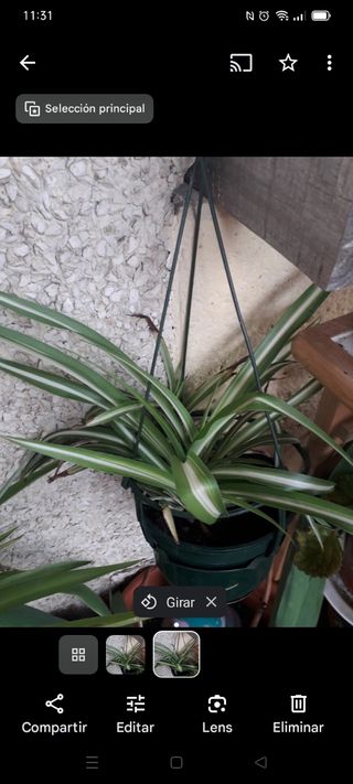 Planta de  cinta o mala madre