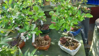 Frutales DESDE 55€