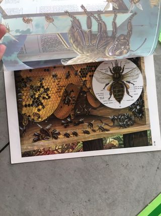 Tavole transvision Motta 1981