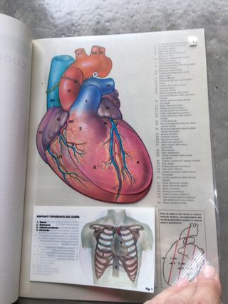 Tavole transvision Motta 1981