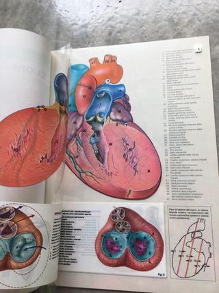 Tavole transvision Motta 1981