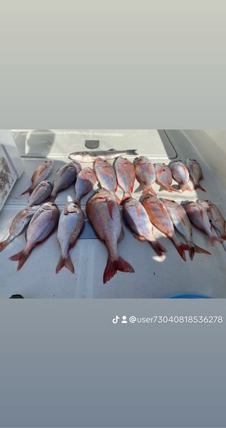 salidas de pesca málaga ( Marbella)
