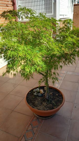 ARCE PALMATUM DISECTUM