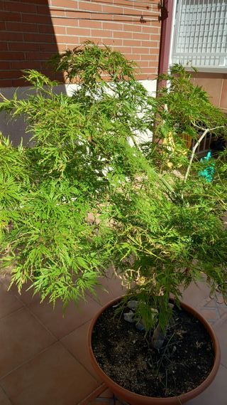 ARCE PALMATUM DISECTUM