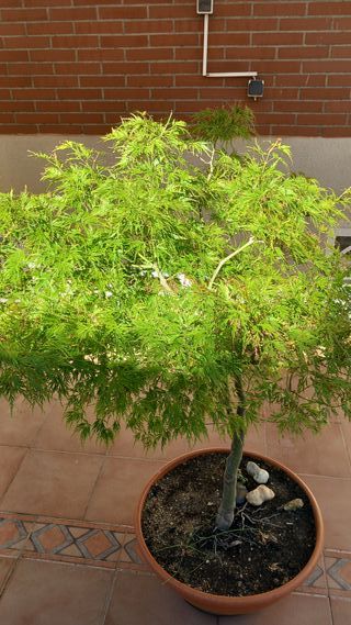 ARCE PALMATUM DISECTUM