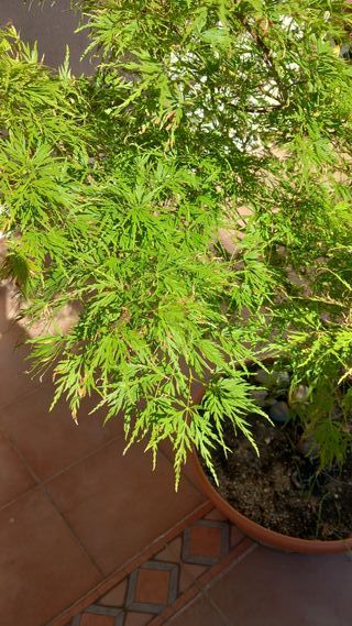ARCE PALMATUM DISECTUM