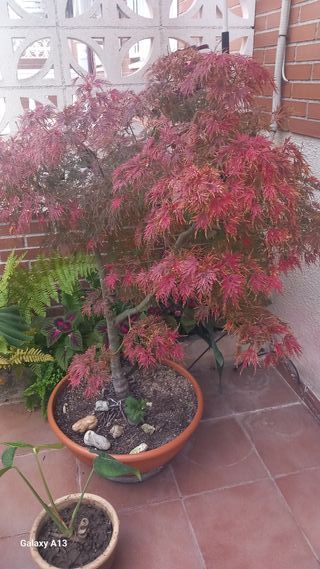 ARCE PALMATUM DISECTUM