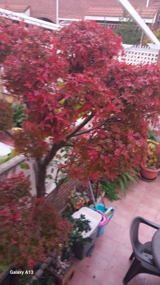 ARCE PALMATUM DISECTUM