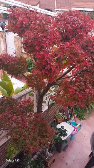 ARCE PALMATUM DISECTUM