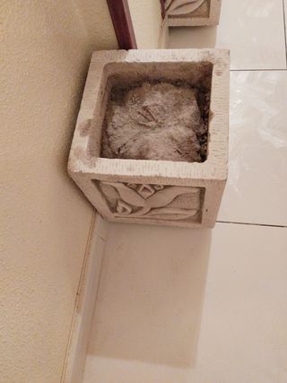 Un macetero de piedra