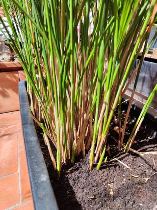 Planta PAPIRO con maceta