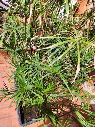 Planta PAPIRO con maceta