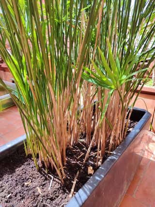 Planta PAPIRO con maceta