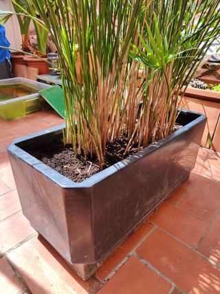 Planta PAPIRO con maceta